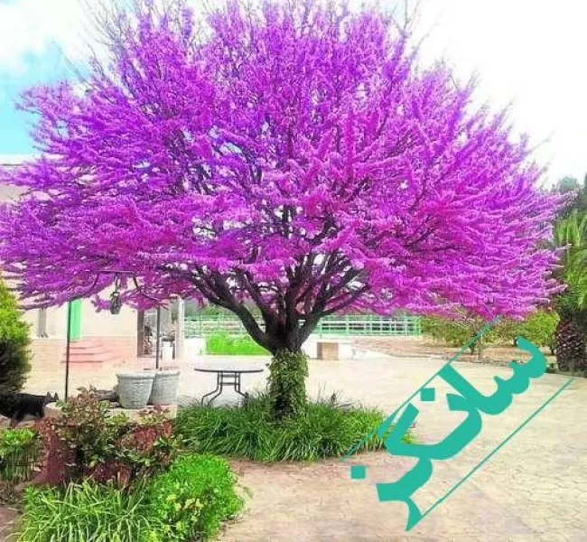 دانلود آهنگ ﻛﻪ ﻫﺮﻛﻰ رﺳﻴﺪه ﻳﻪ ﺟﺎﺷﻮ ﺷﻜﺴﺘﻪ صدای زن ریمیکس اینستا ارغوان دانلود آهنگ ﻛﻪ ﻫﺮﻛﻰ رﺳﻴﺪه ﻳﻪ ﺟﺎﺷﻮ ﺷﻜﺴﺘﻪ صدای زن ریمیکس اینستا ارغوان